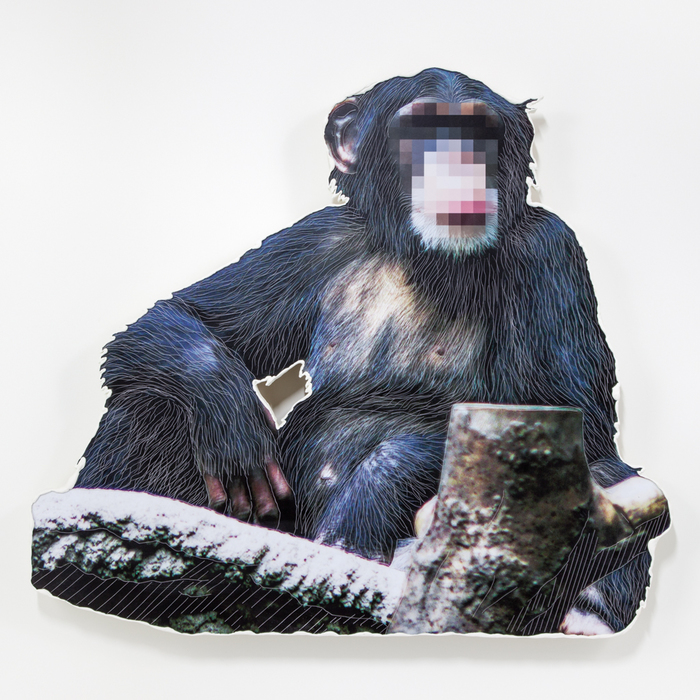 Paradise ? Chimp © motoka Watanabe.